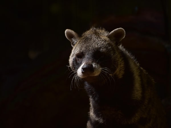 Image for Civet Imitation 30