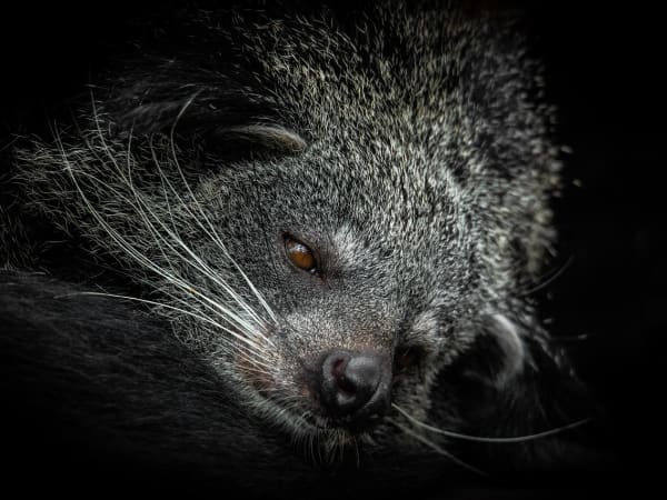 Image for Civet synthetic