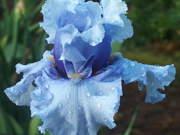 Image for Sweet Iris