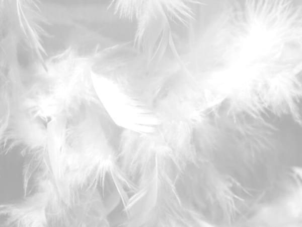 Image for White Musk