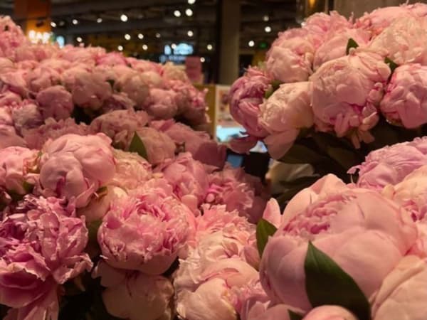 Image for Peony Accord