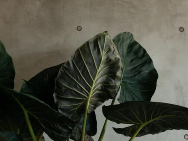Image for 1882 Naturals