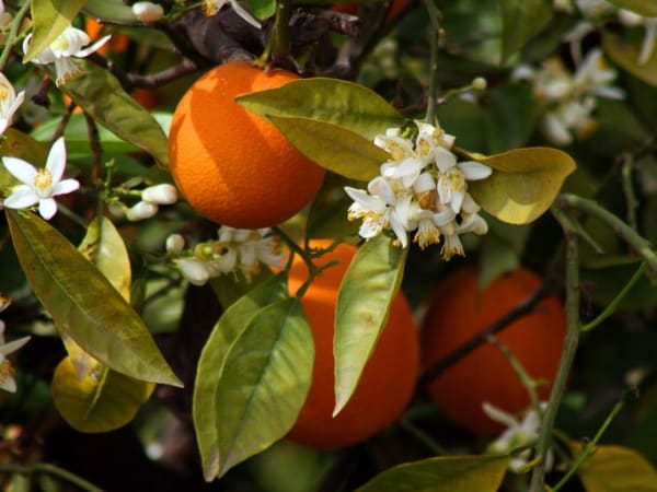 Image for Orange Blossom Accord