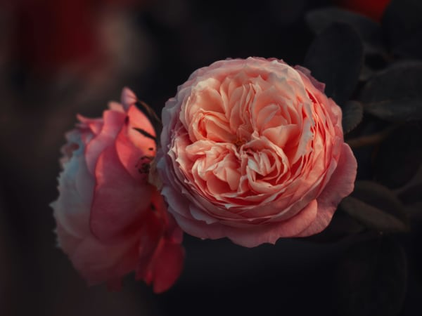 Image for Dried Rose Accord