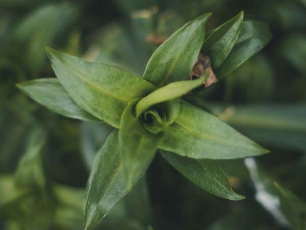 Image for Green Tea Flower Accord