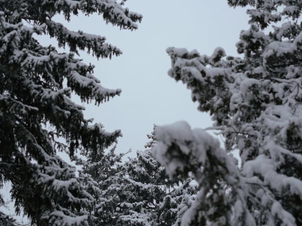 Image for Carmel Snow