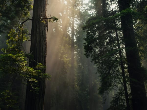 Image for Mangrove Forest Accord