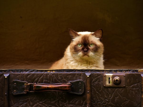 Image for New Leather Accord