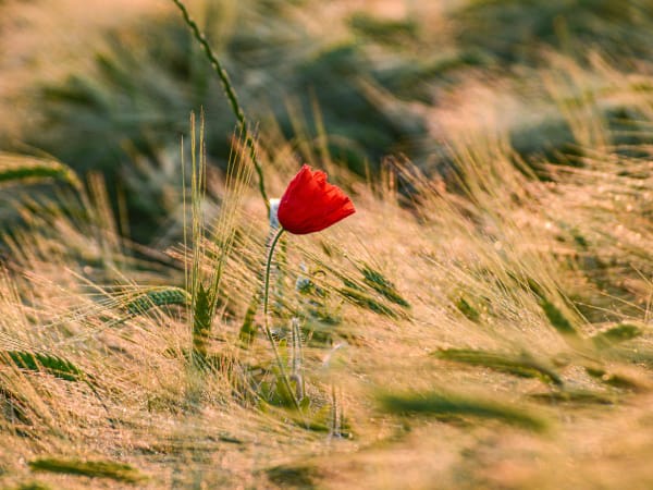 Image for Ambrette Firabs