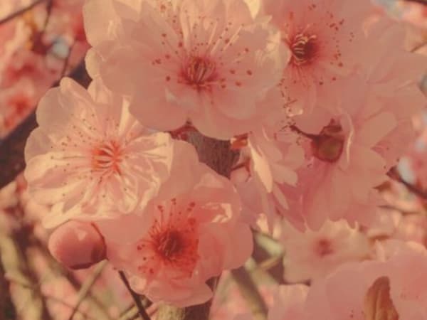 Image for Peach Blossom Accord