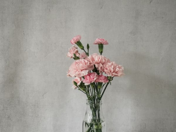 Image for Carnation 10