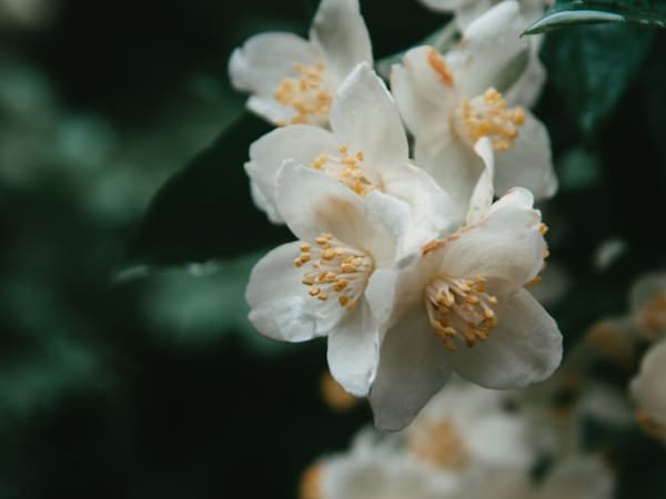 Image for Jasmin 30