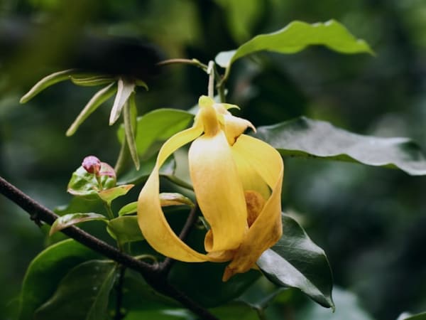 Image for Ylang Imitation 10