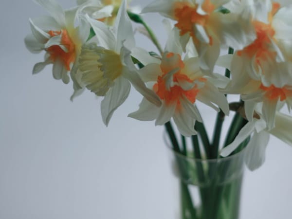 Image for Jonquil 10