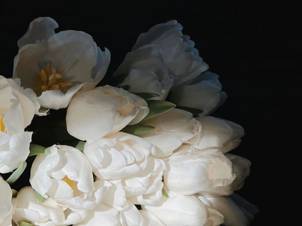 Image for Freesia