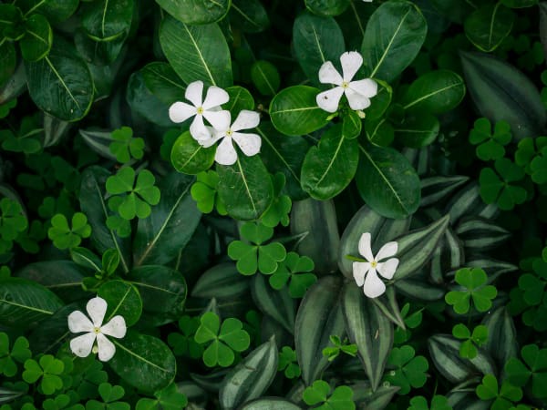 Image for Green Floral Accord