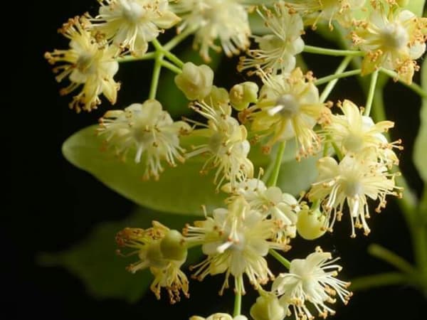 Image for Linden Tree