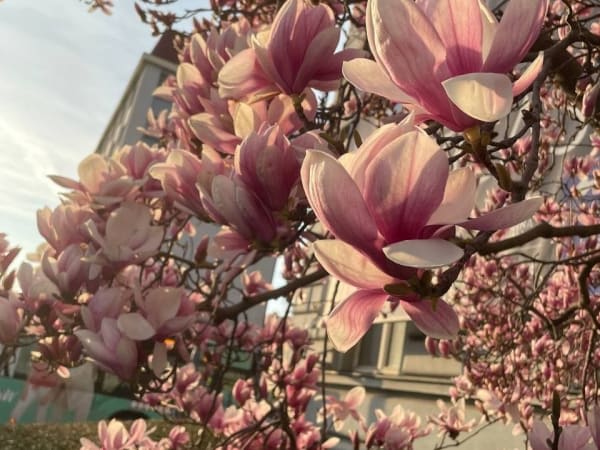 Image for Magnolia