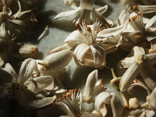 Image for Neroli 30