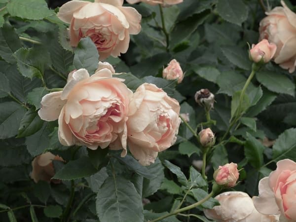 Image for Rose Geranium 70