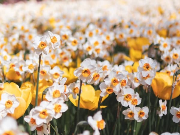 Image for Narcissus Base 10