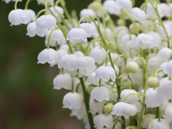 Image for Muguet 50