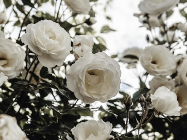 Image for Rose w