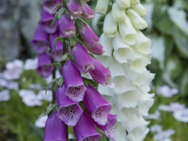 Image for Floral Herbaceous Accord