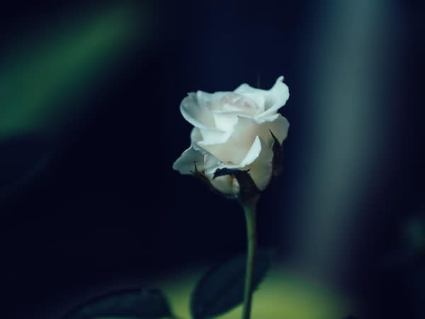 Image for Rose