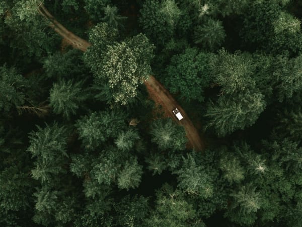 Image for Digital Forest