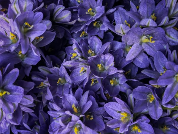 Image for Violet 40