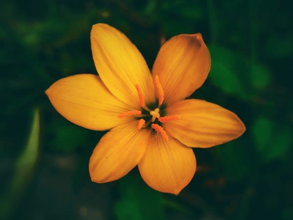 Image for Amberflor Accord