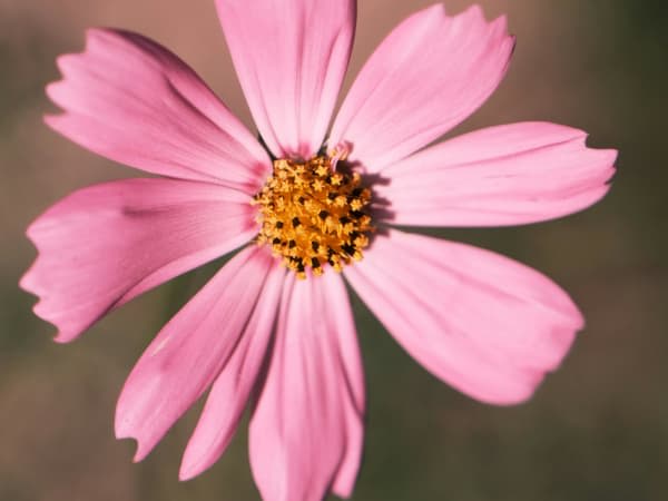 Image for Wallflower 10
