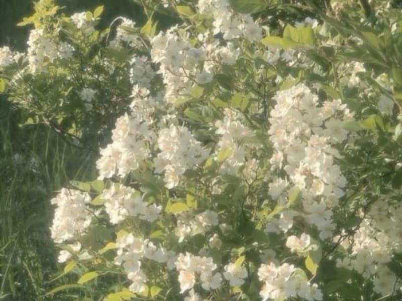 Image for Accord N° 208012 Green floral (Firmenich)