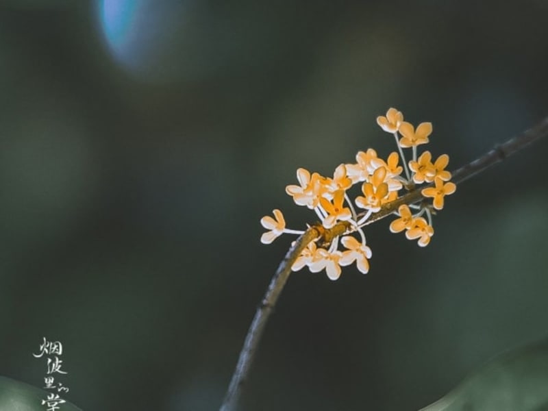 Image for Osmanthus Accord