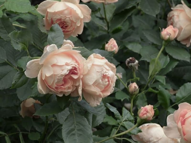 Image for Rose Geranium 70