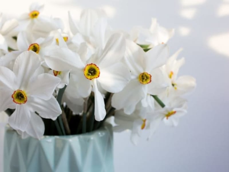 Image for Narcissus 30