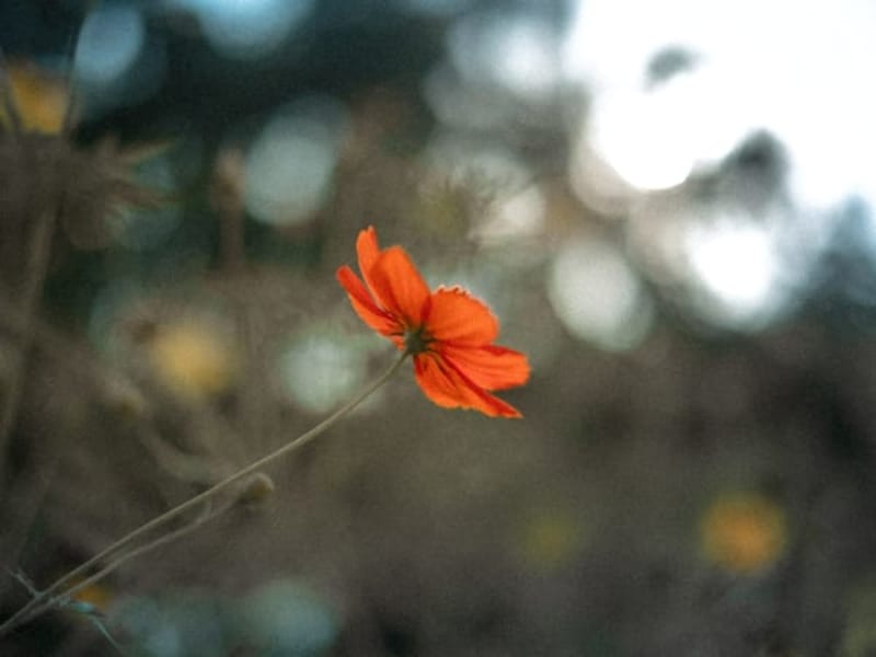 Image for Orangeflower 30