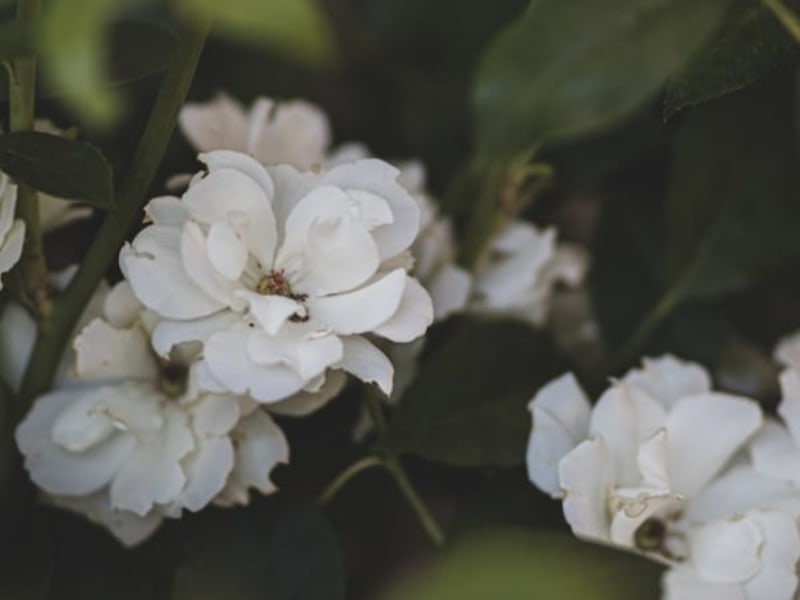 Image for Jasmionone No.4