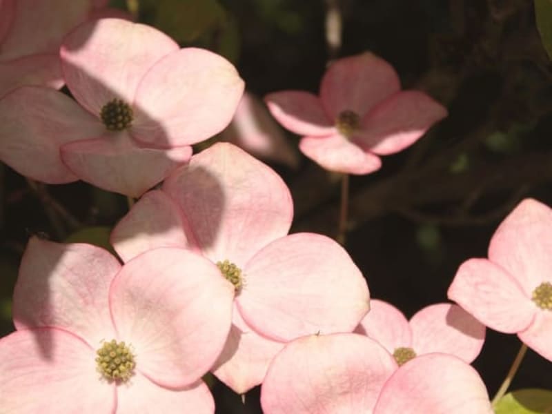 Image for Accord N° 208688 Floral woody (Firmenich)