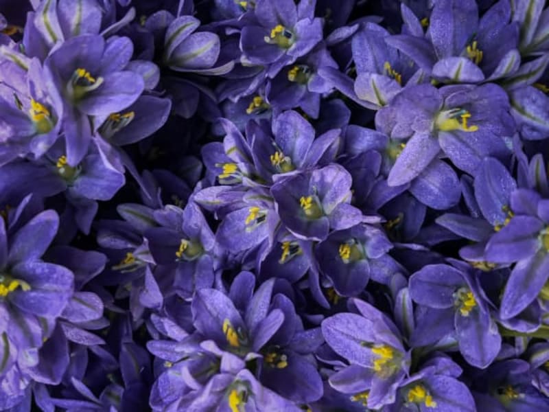 Image for Violet 40