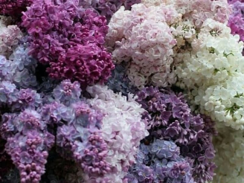 Image for Corsican Flowers