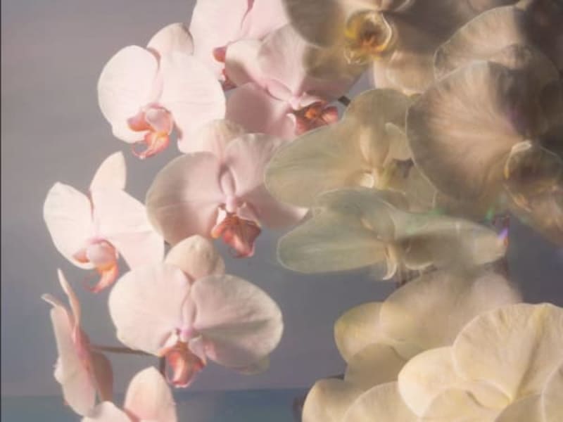 Image for Orchid Accord