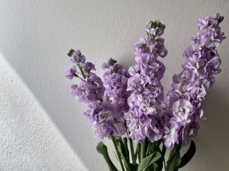 Image for Hyacinth Key Accord