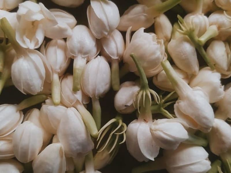 Image for Jasmine Key Accord