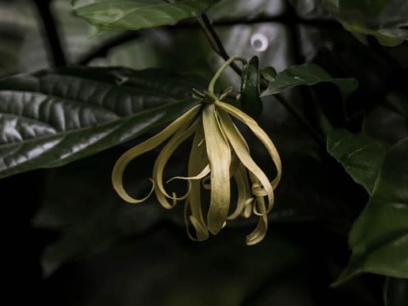 Image for Ylang Key Accord
