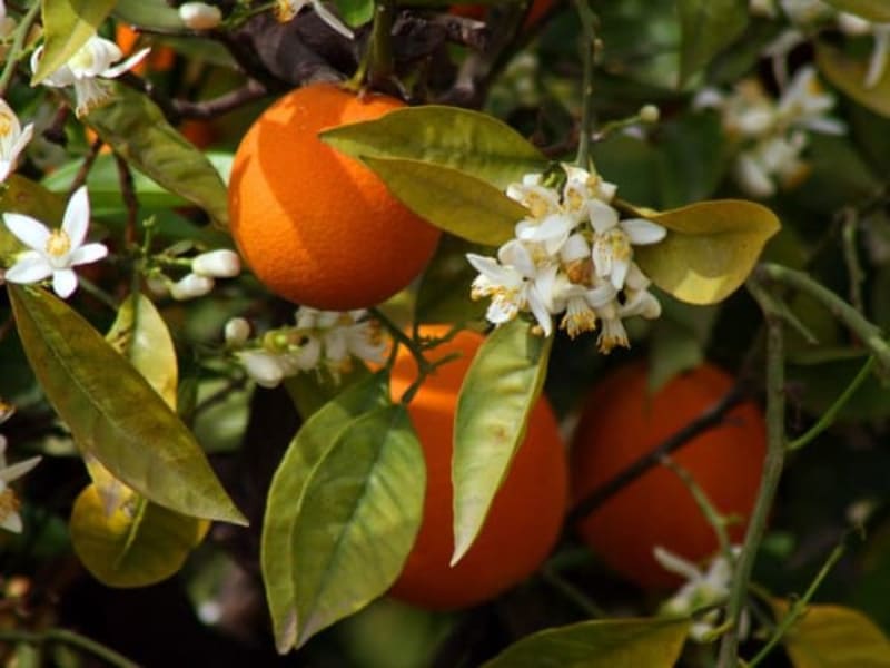 Image for Orange Blossom Accord