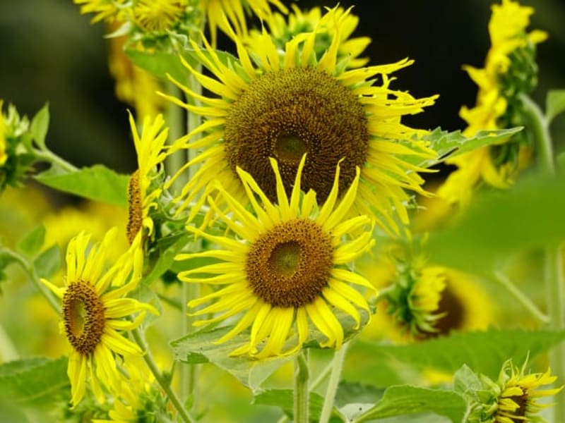 Image for Yellow Ochna Blossom Accord