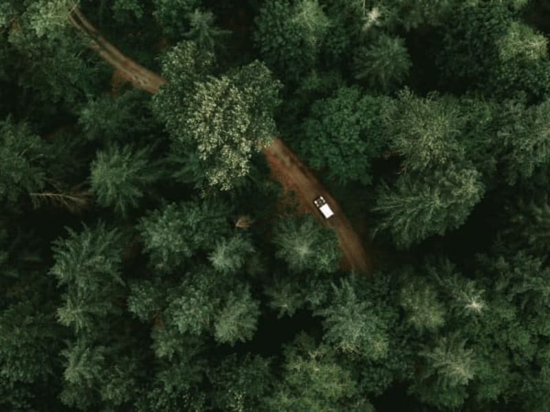 Image for Digital Forest