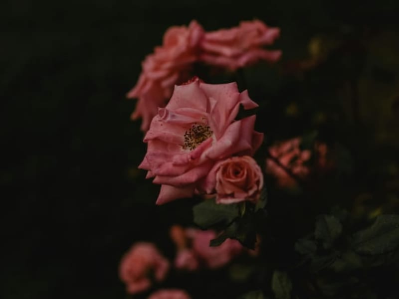 Image for Byblos Pour Femme